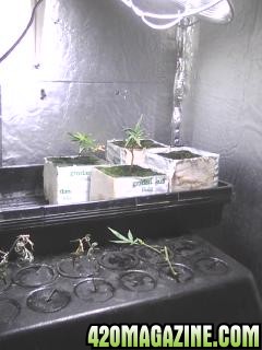 Clones and Seedlings