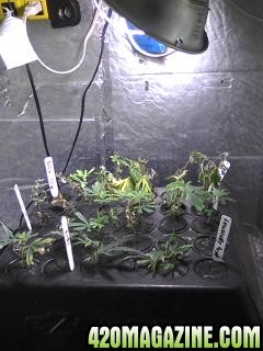 Clones and Seedlings