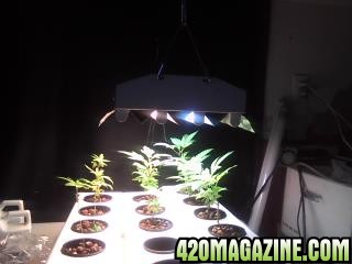 Clones and Seedlings