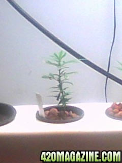 Clones and Seedlings