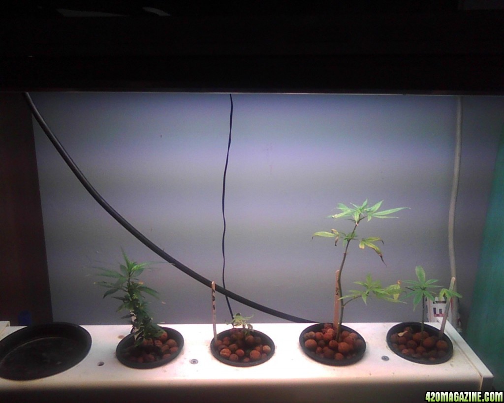 Clones and Seedlings