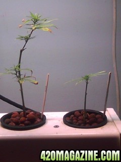 Clones and Seedlings