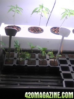 Clones and Seedlings