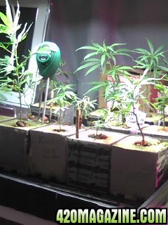 Clones and Seedlings