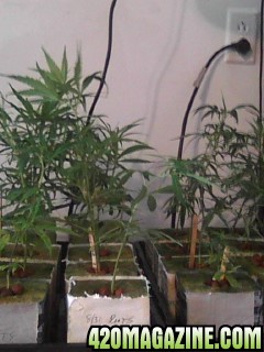 Clones and Seedlings