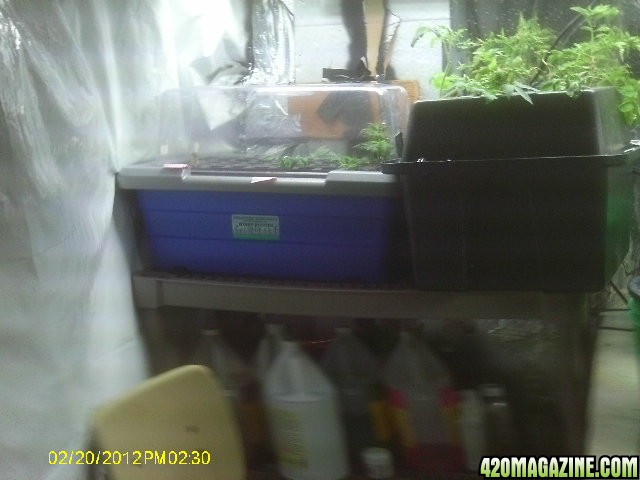 Clones and Seedlings