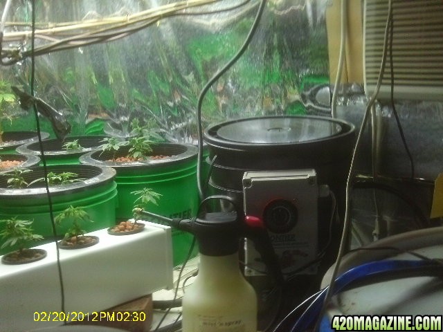 Clones and Seedlings