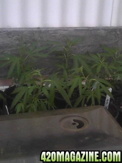 Clones and Seedlings