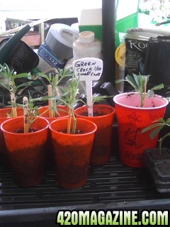 Clones and Seedlings