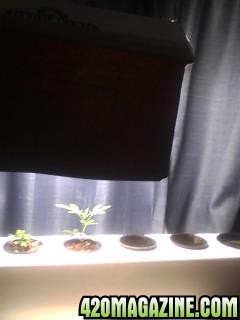 Clones and Seedlings