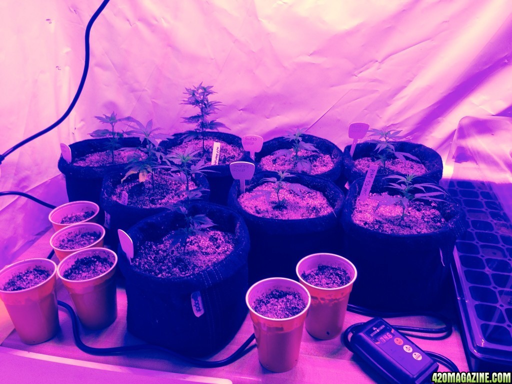 Clones and seedlings