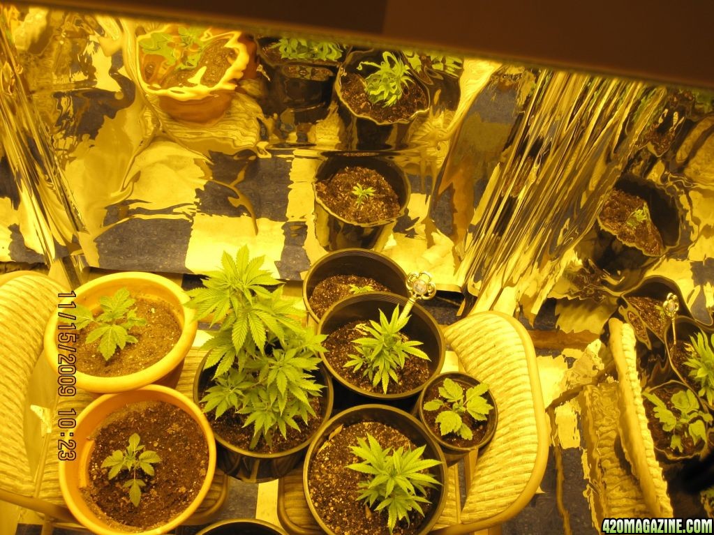 Clones and Seeds