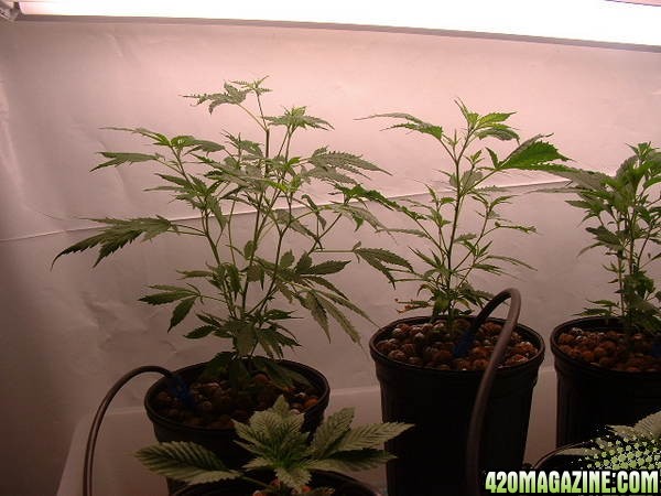 Clones at 1 month