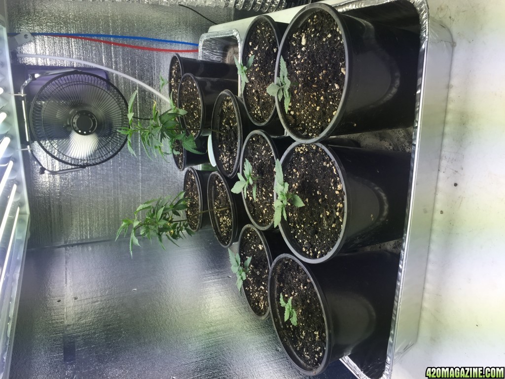 Clones at 3.5 weeks