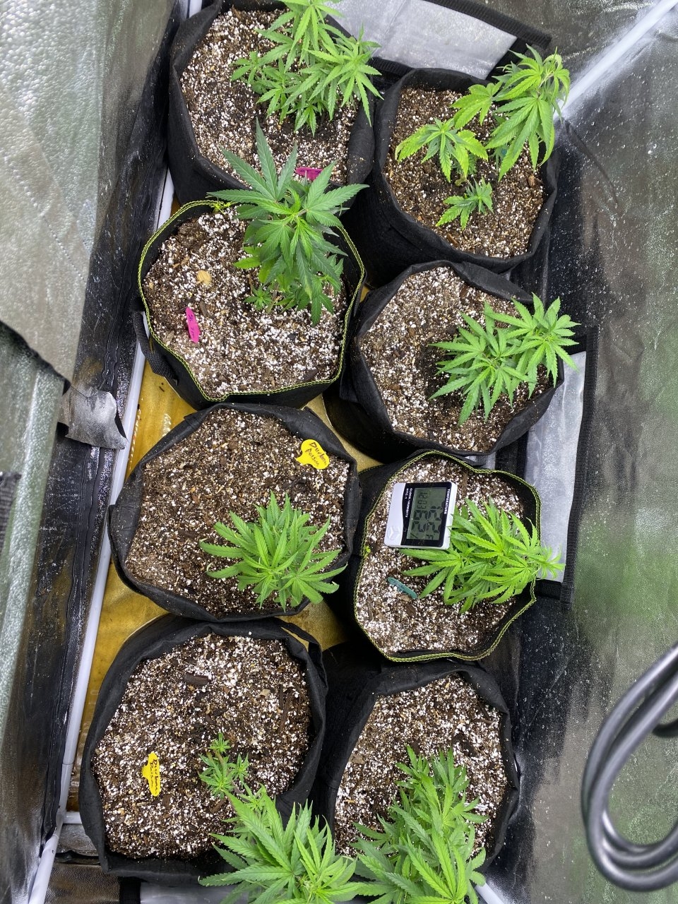 Clones at 3 weeks