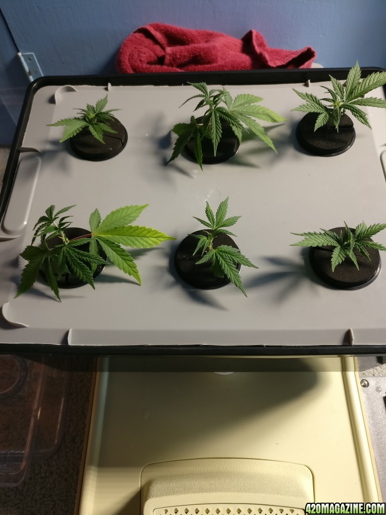 Clones at first feed