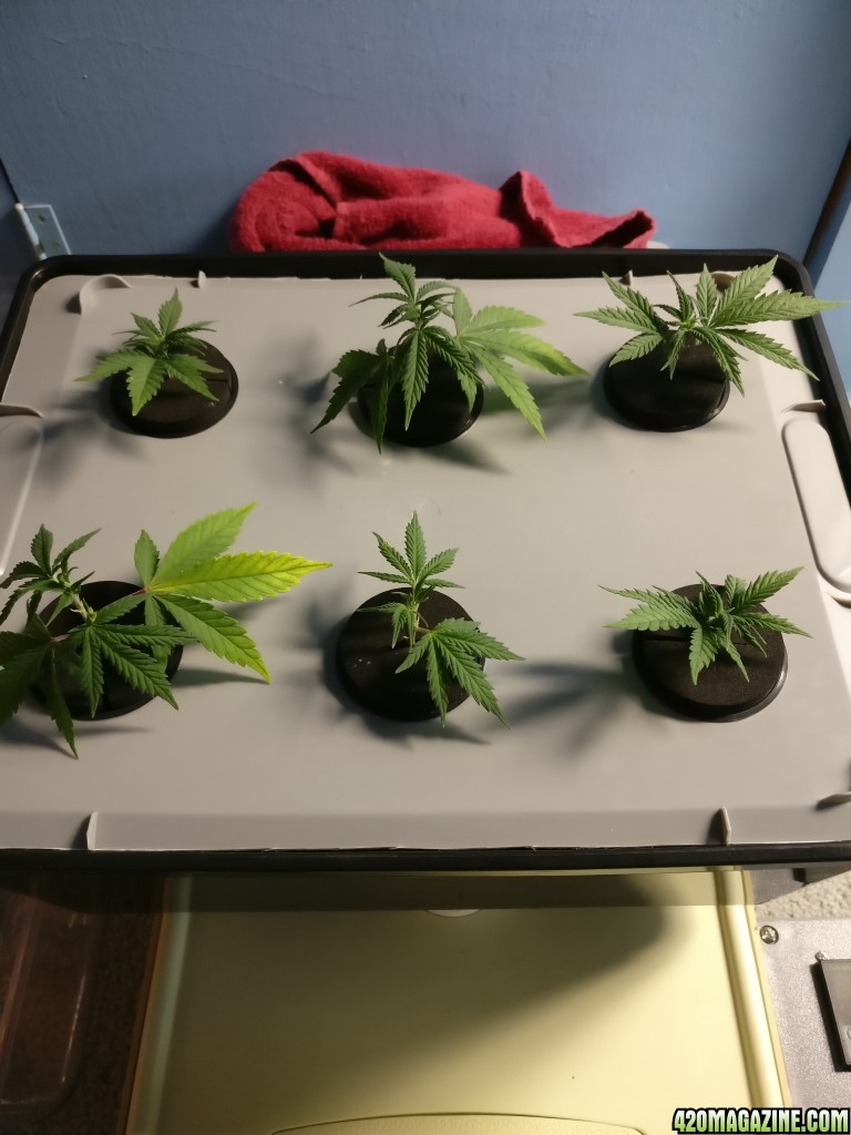 Clones Day 1 with food