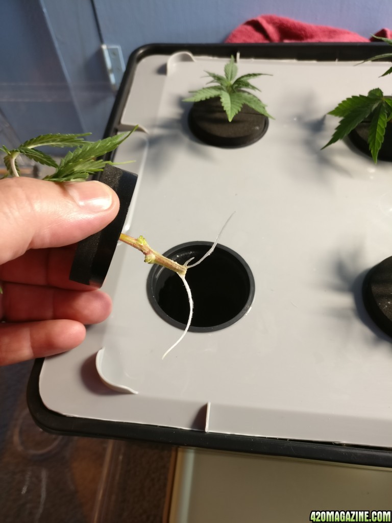 Clones Day 1 with food