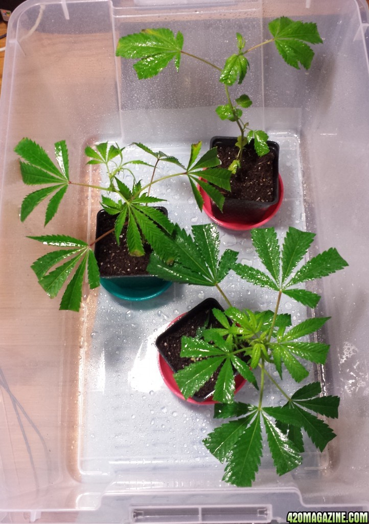 Clones day 10