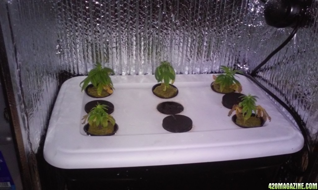 clones day 11