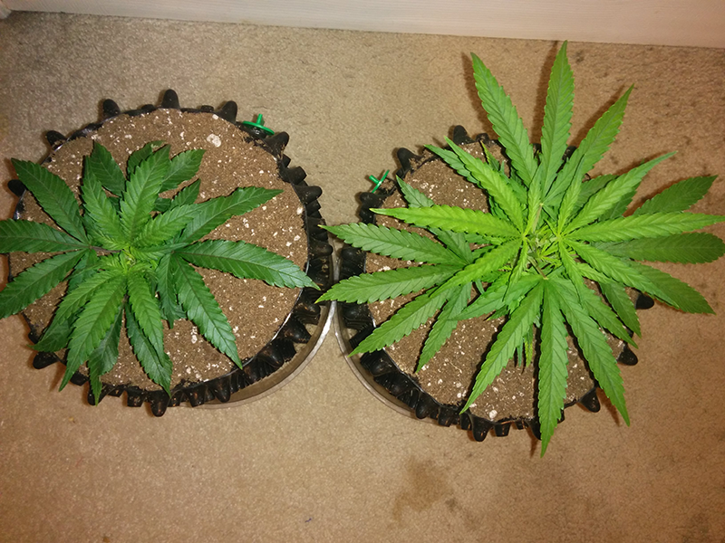 Clones Day 15 Pic 1