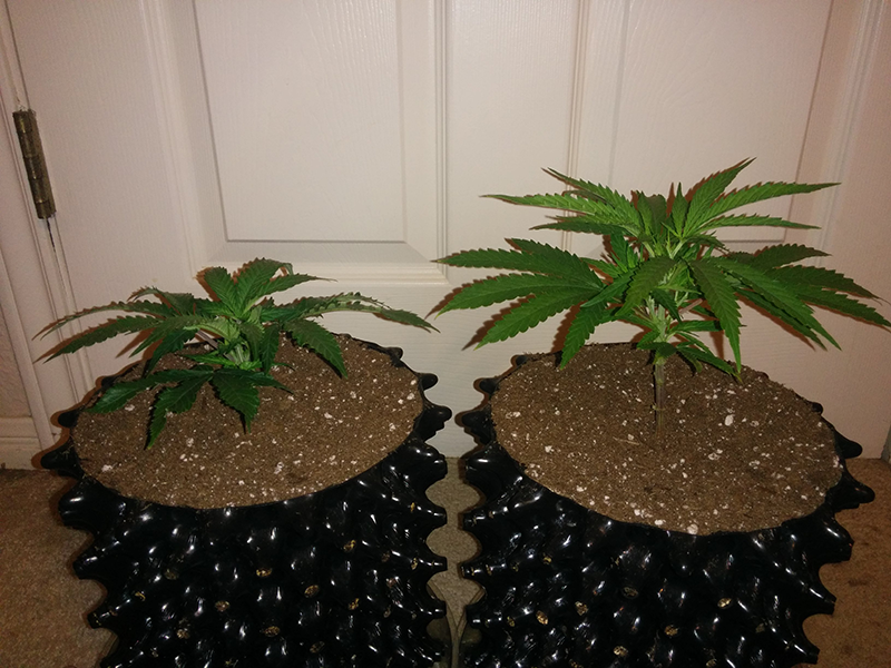 Clones Day 15 Pic 2