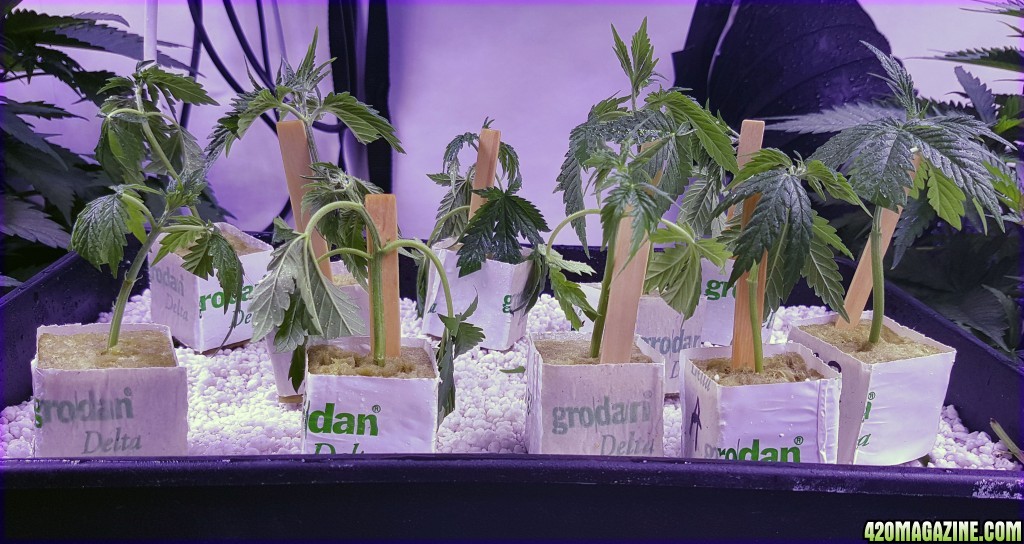 Clones - day 2