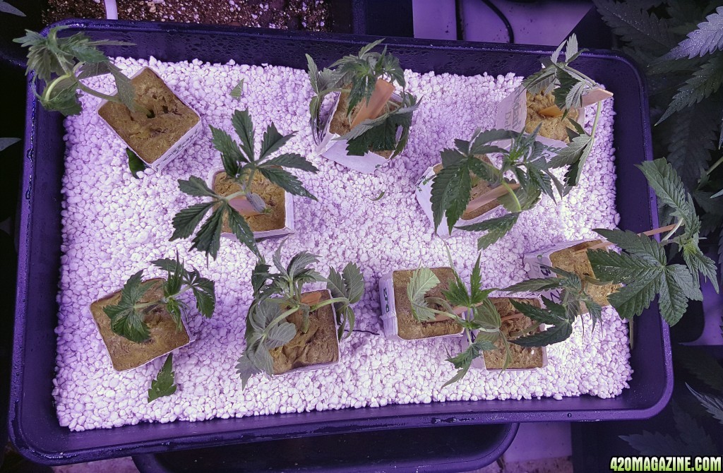 Clones - day 2