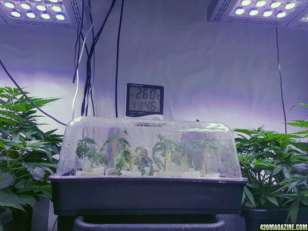 Clones - day 2