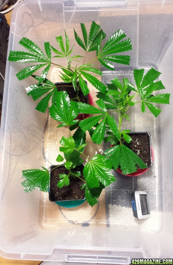 Clones day 2