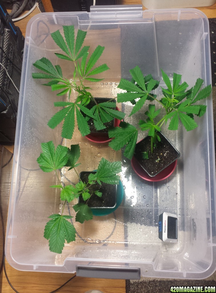 clones day 3