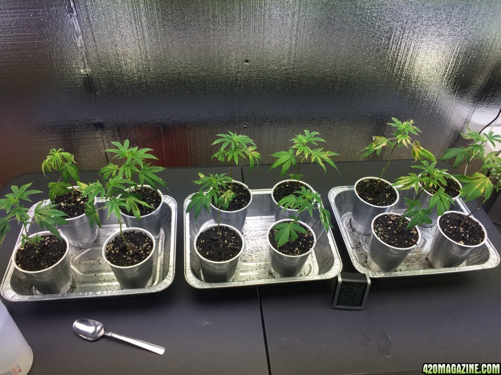 Clones Day 4