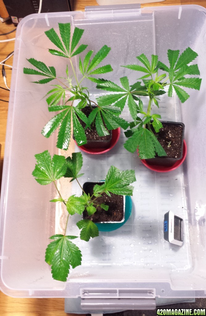 Clones day 6