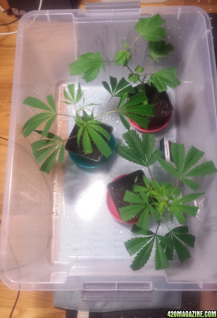 Clones day 8