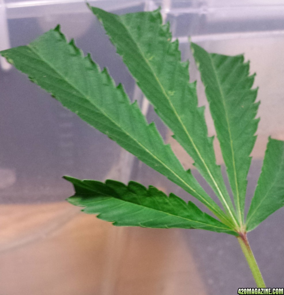 clones day leaf curl