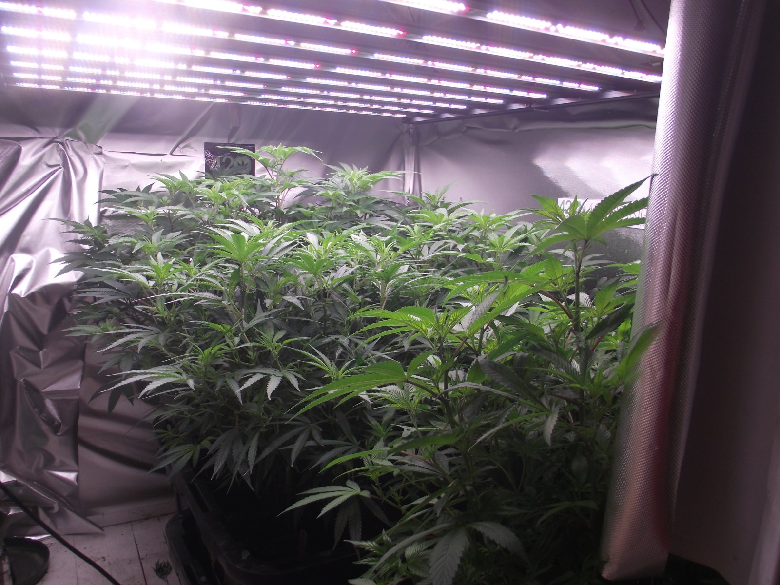 clones filling up the room.JPG