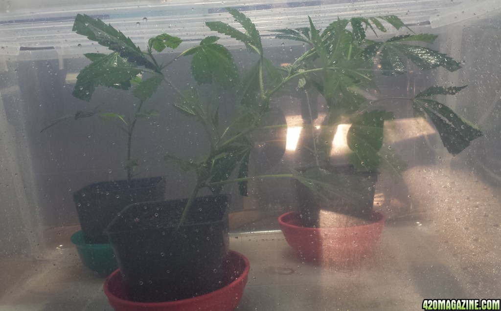 Clones first morning