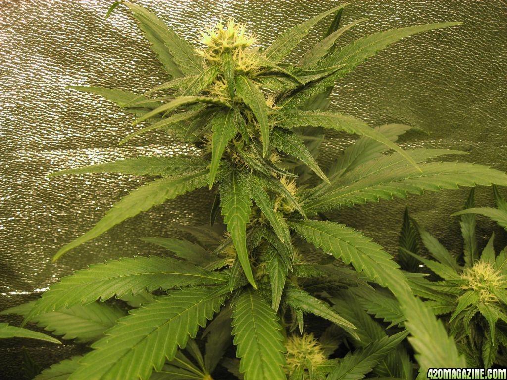 clones flower day 29