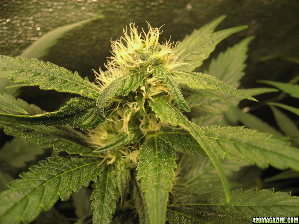 clones flower day 29