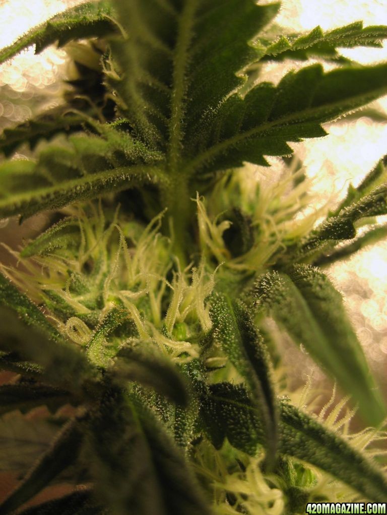 clones flower day 29