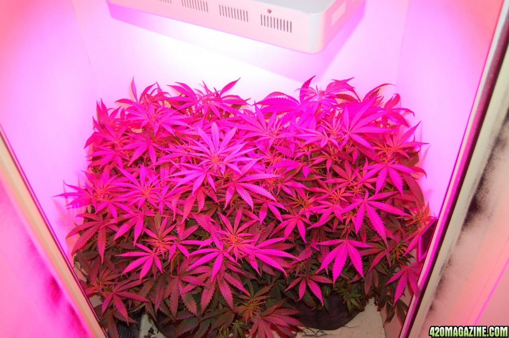 clones flower week 1