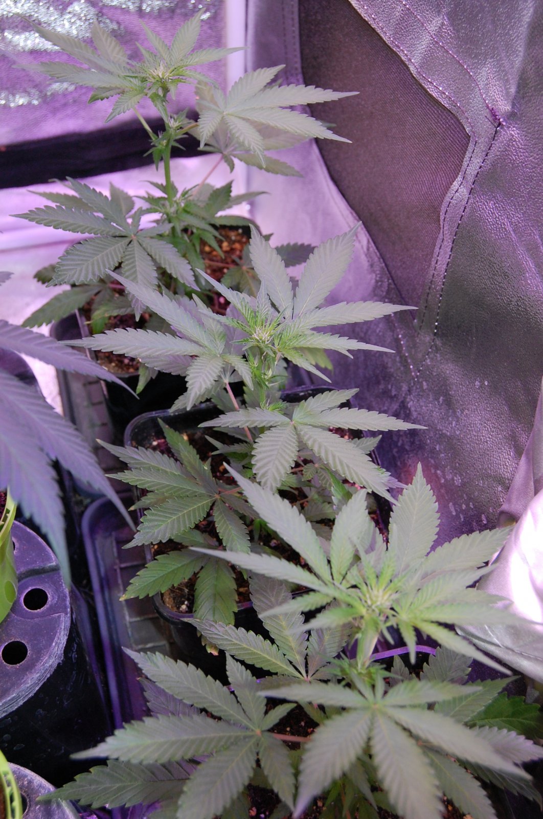 clones-frass-4weeks-ish.JPG