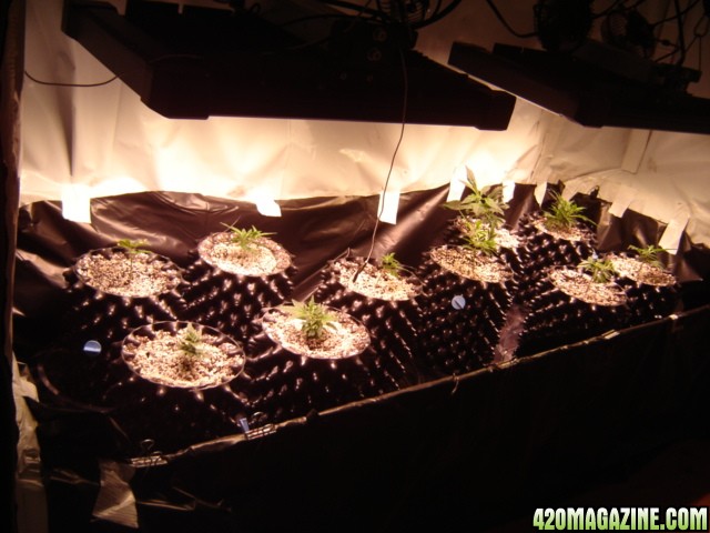 clones from flowering clones...