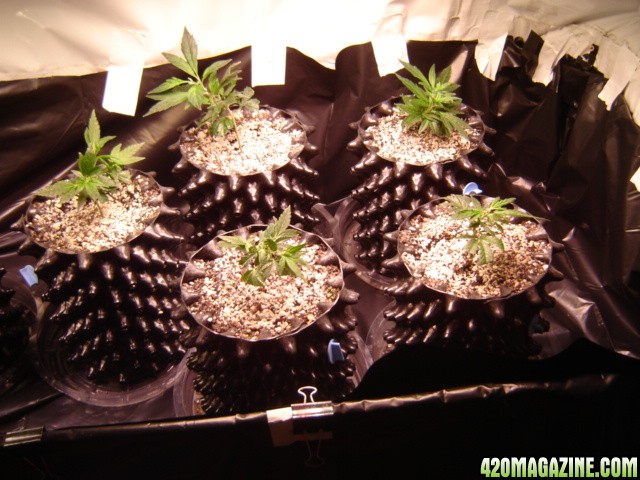 clones from flowering clones...