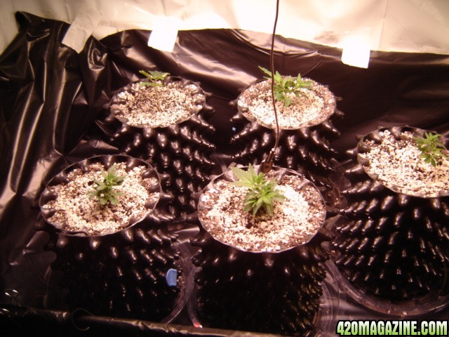 clones from flowering clones...