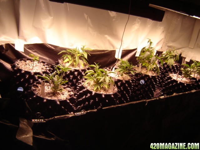 clones from flowering clones...