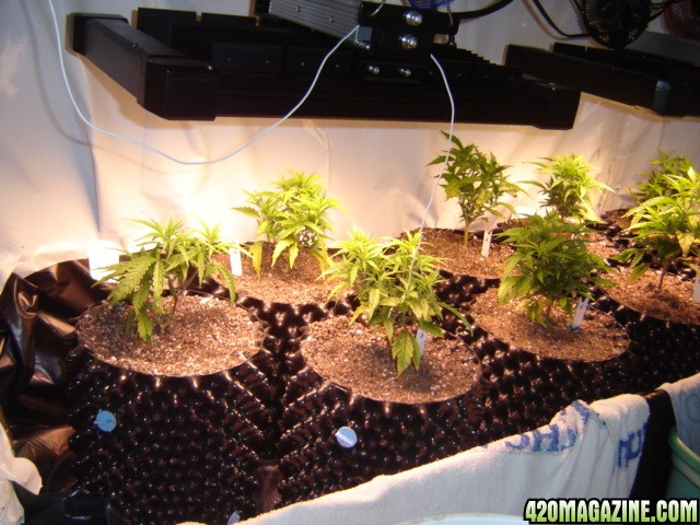 clones from flowering clones...