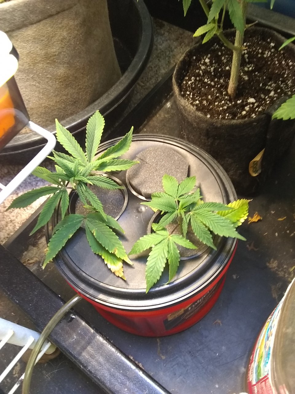 Clones- GG4 & BB x Nacho