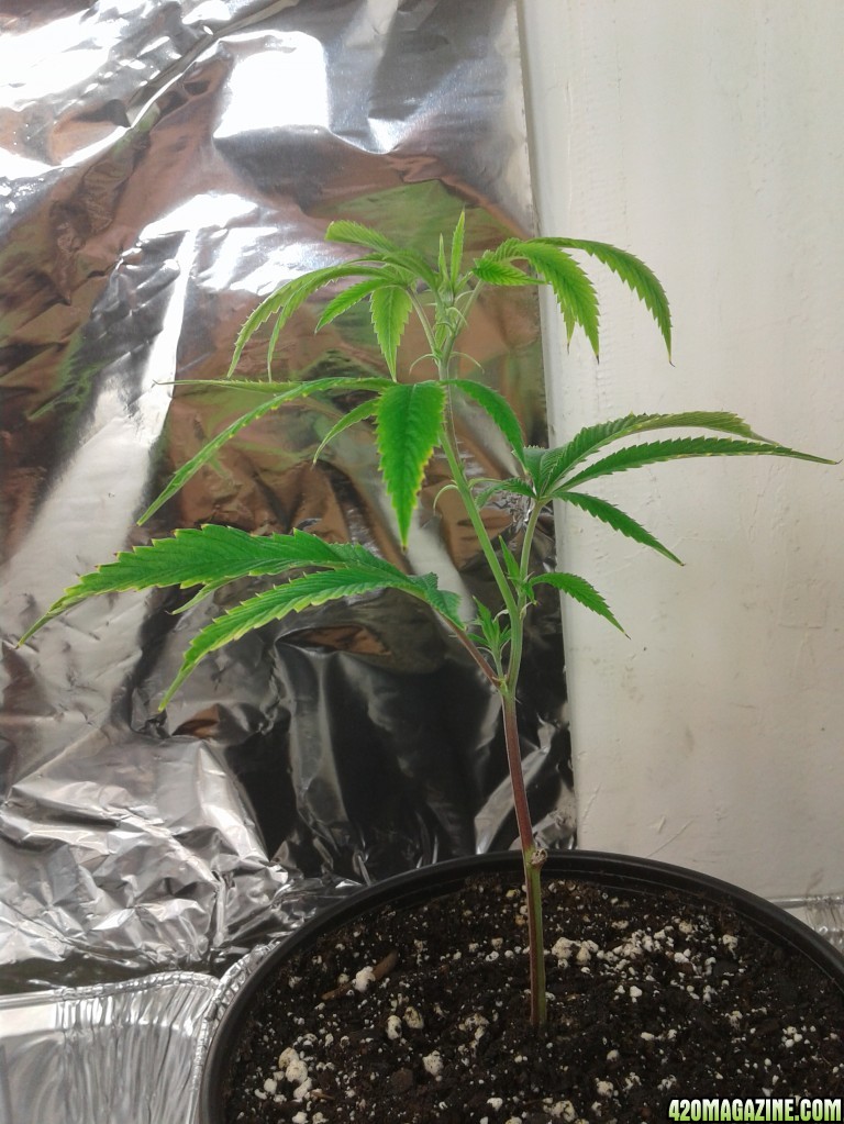 Clones gorilla glue