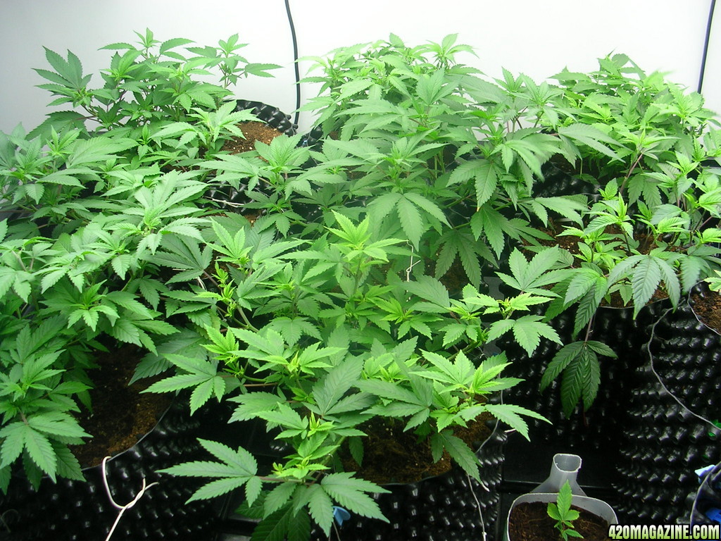 Clones Hanging out on the flood table